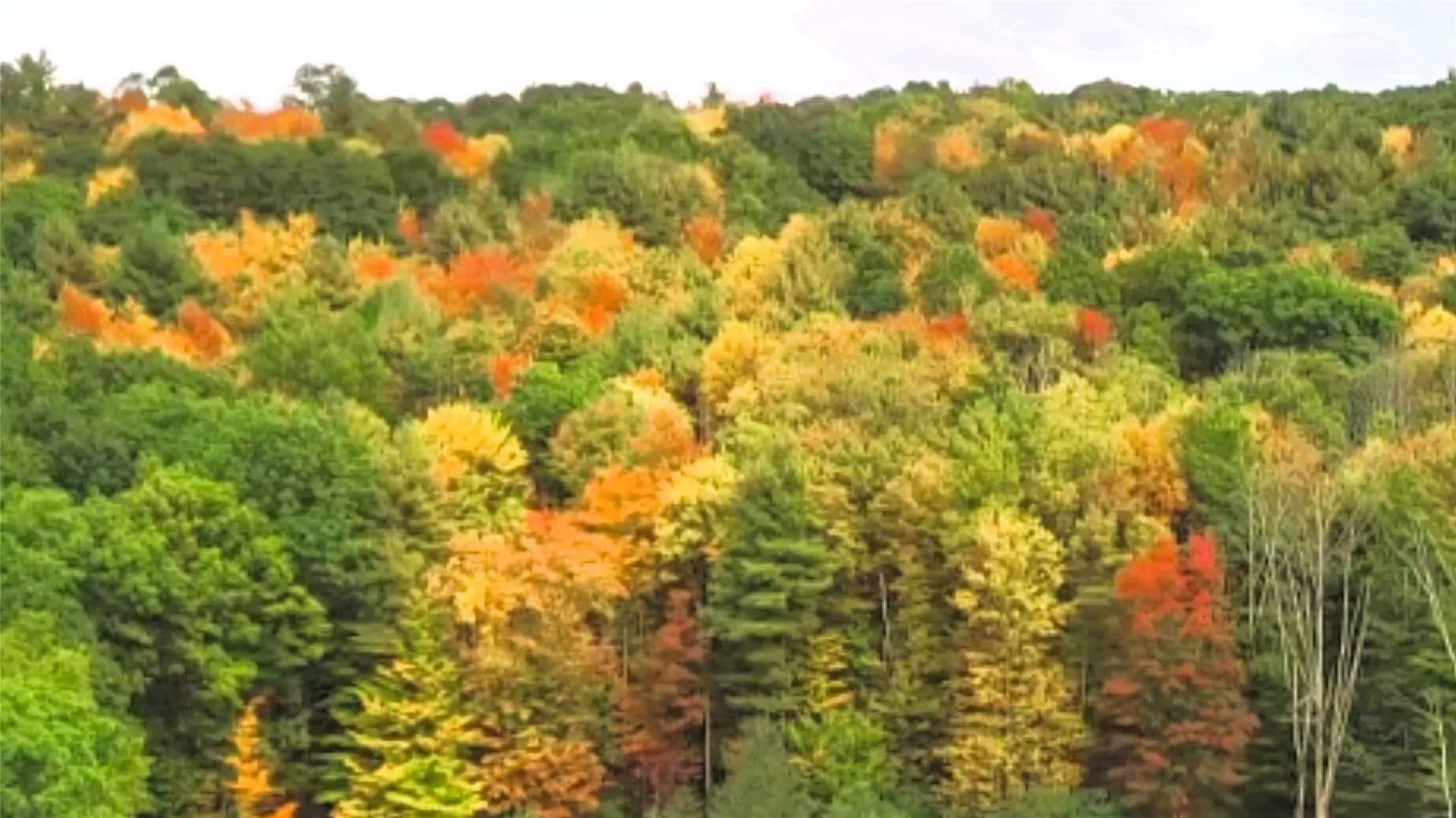 20.94 Acres of Land for Sale in Vestal, New York - Vestal, New York, 13850
