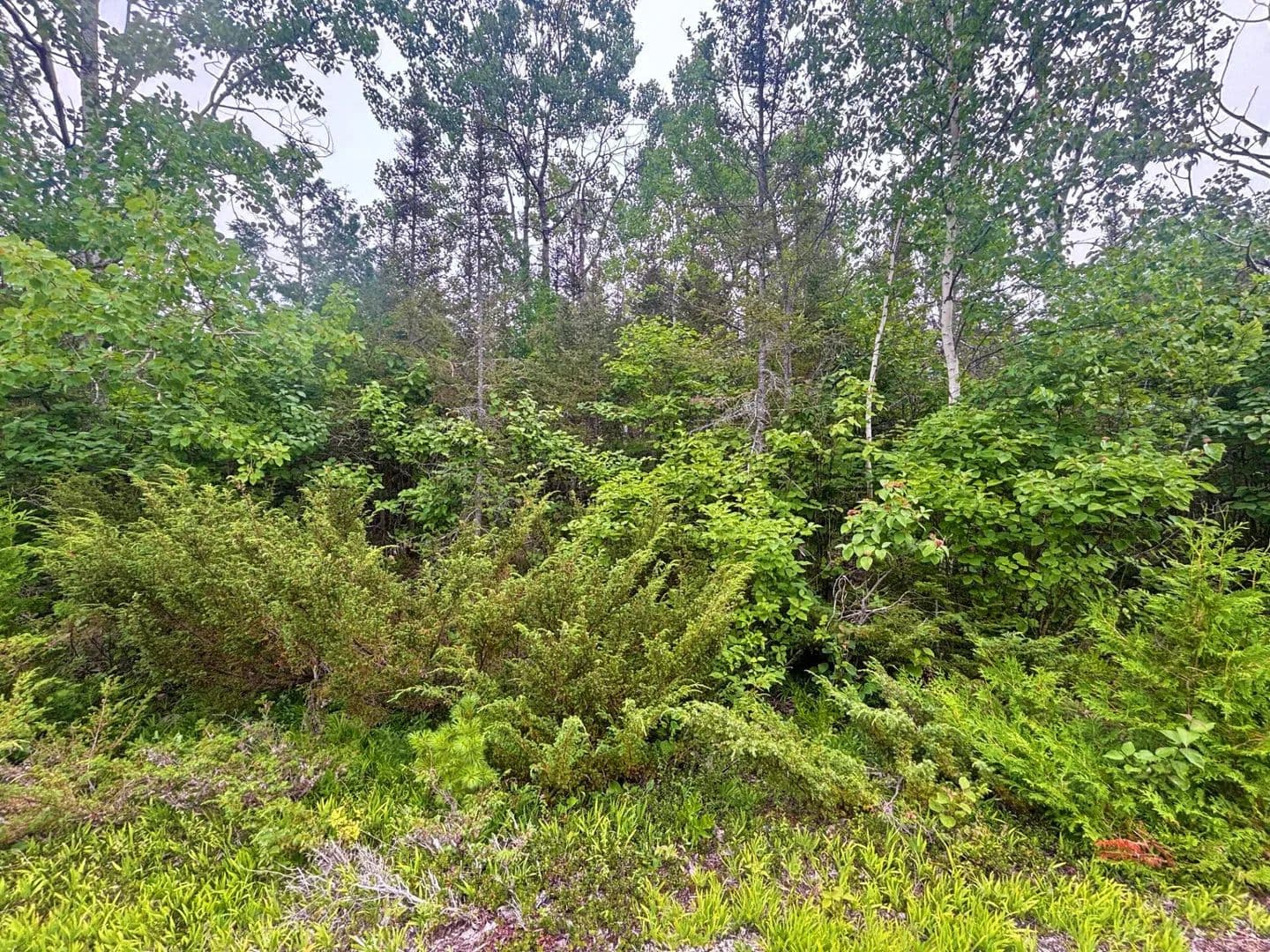 Property from Lot 41 Misty Morning Court - KW - Presque Isle, Michigan, 49777