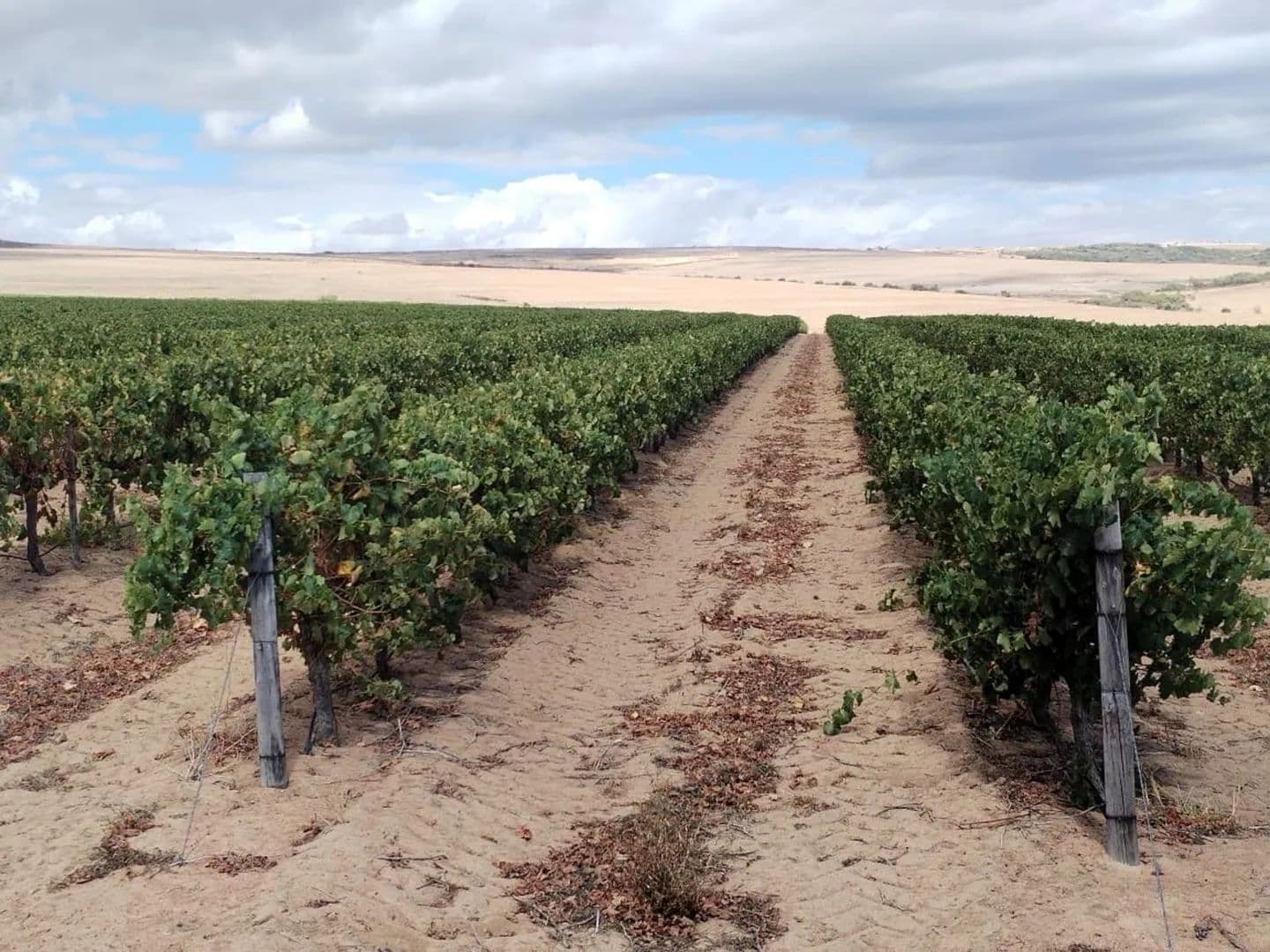 Land for Sale in Malmesbury, Western Cape - land for sale