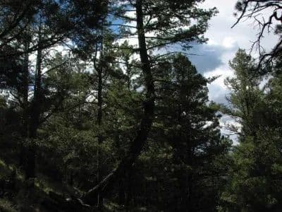 What's on Mitchell Mountain? - Westcliffe, Colorado, 81252