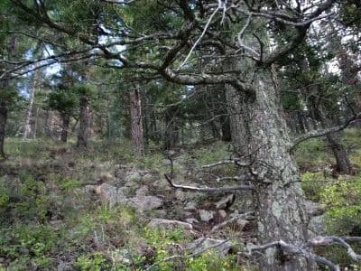 What's on Mitchell Mountain? in Westcliffe, Colorado - photo 3