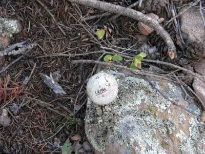 What's on Mitchell Mountain? in Westcliffe, Colorado - photo 17