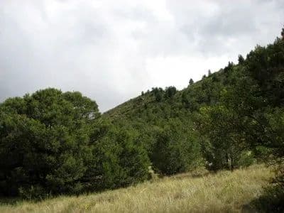 What's on Mitchell Mountain? in Westcliffe, Colorado - photo 34