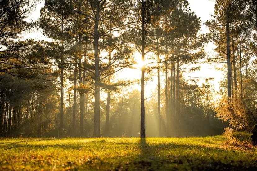 Caney Creek- 122 Acres