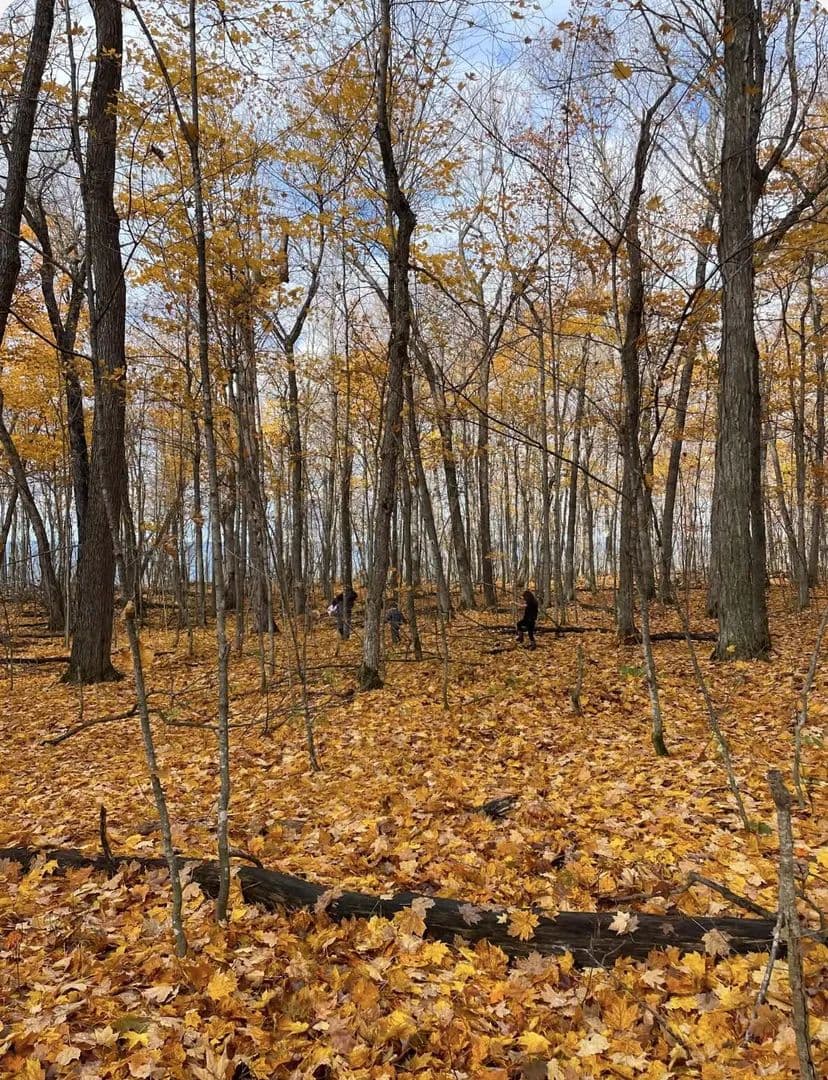 11.95 Acres of Land for Sale in Chippewa County, Michigan - Michigan, 49715
