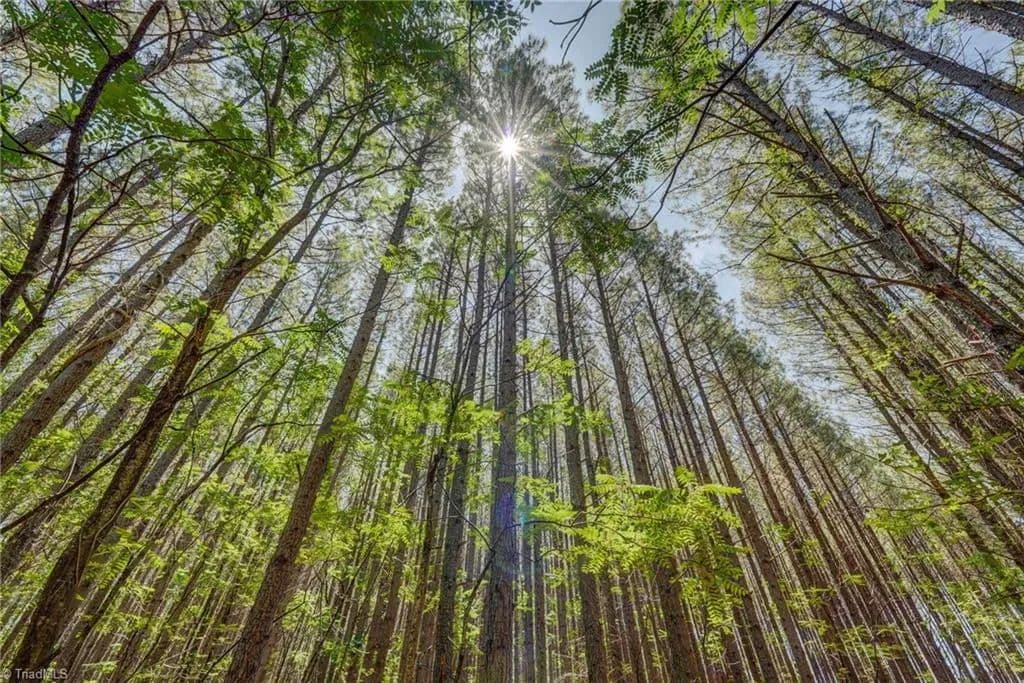 Property from 0 NC Highway 87 - KW - Reidsville, North Carolina, 27320