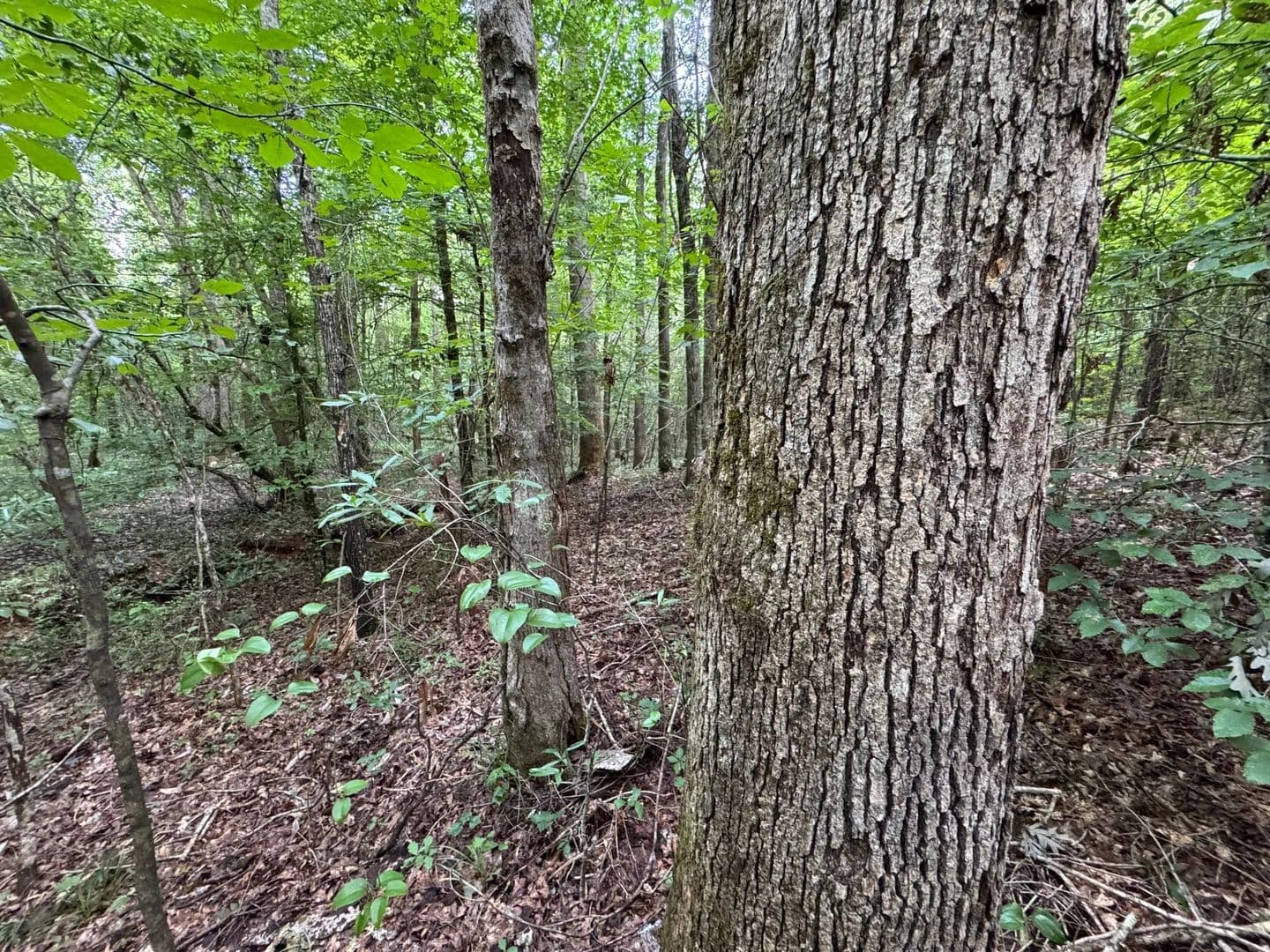 23 +/- Acres, Located on Hwy 63, on the Tallapoosa/Clay County Line - Goodwater, Alabama, 35072