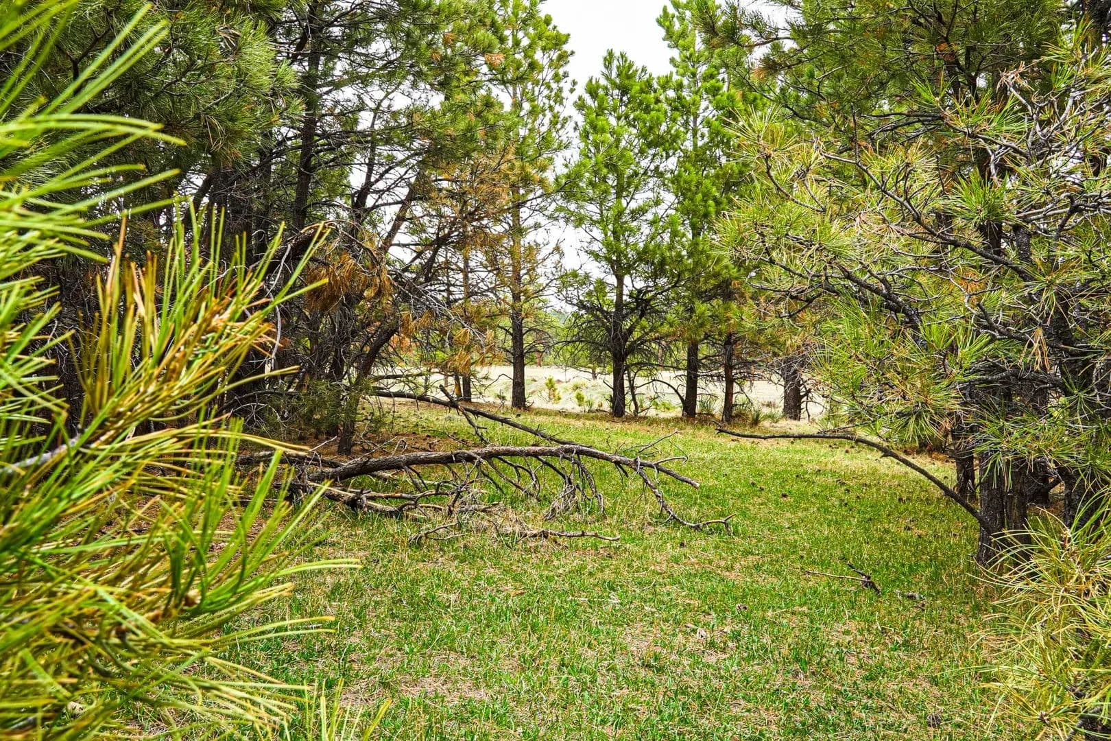 Black Forest Acreage in Colorado Springs, Colorado - photo 5