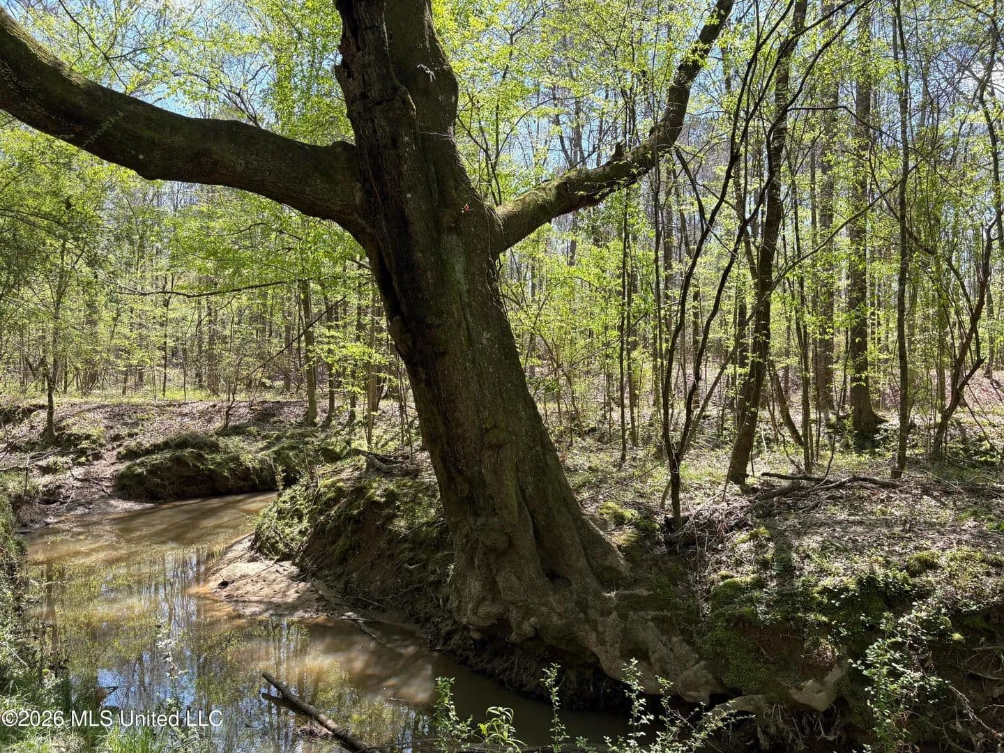 30 acres near Bogue Chitto, Mississippi - land for sale