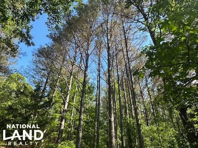 Red Bay Timber/Hunting Investment Tract #2 - Red Bay, Alabama, 35582