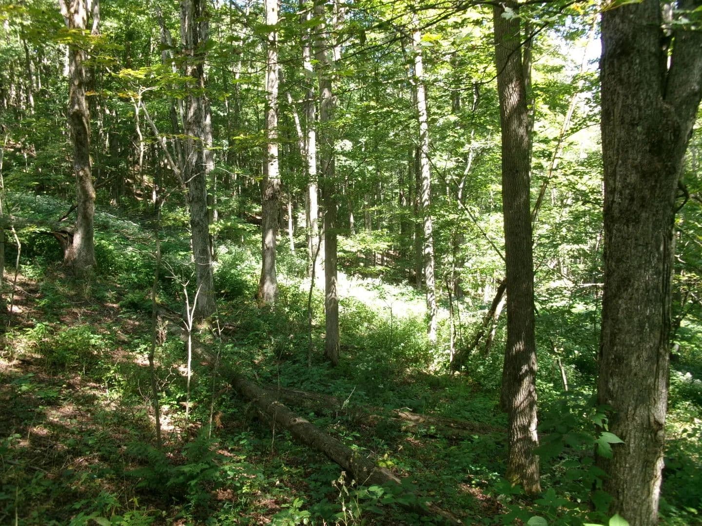 Dunham Road Dandy - Smyrna, New York, 13464