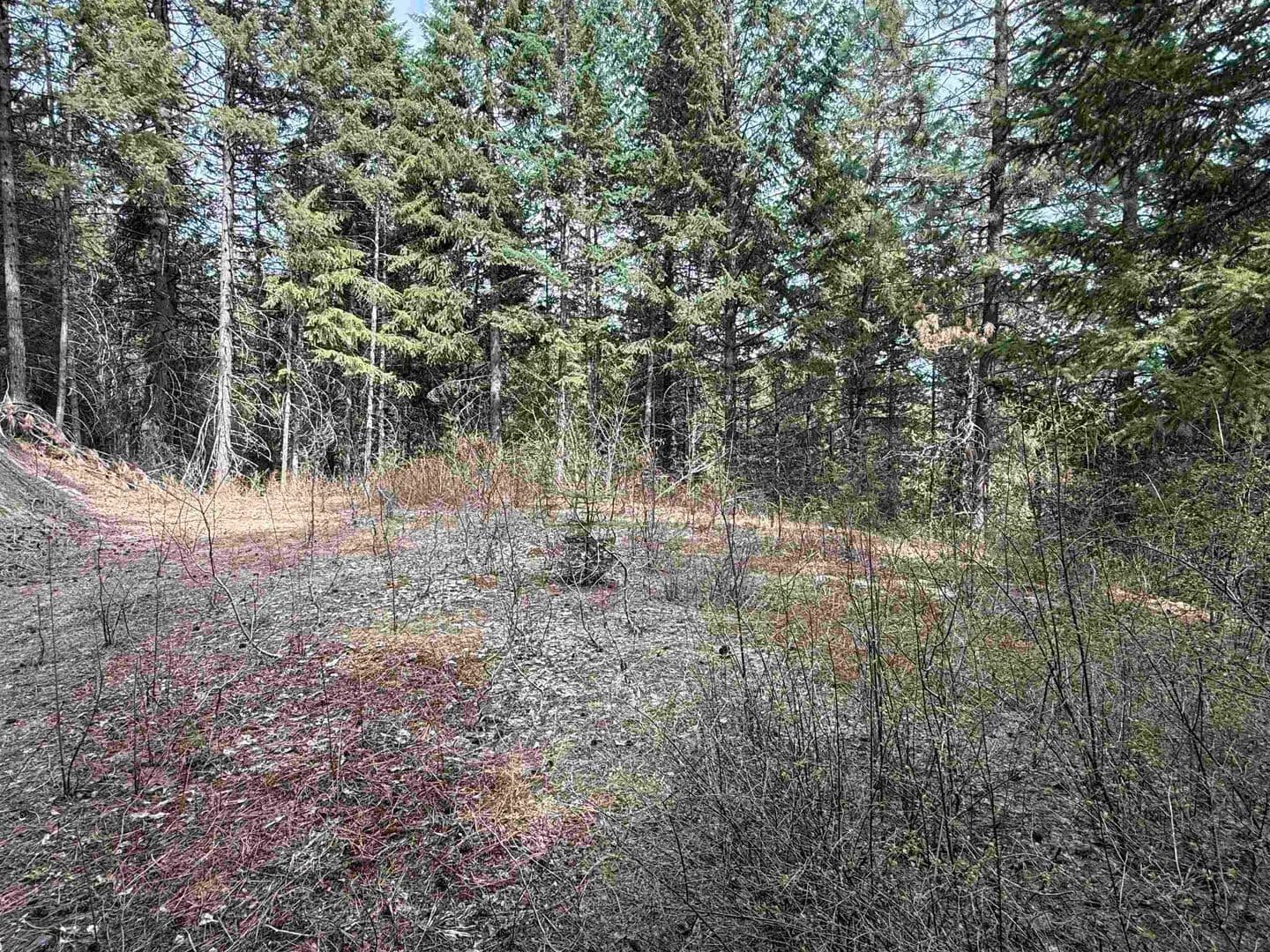 Vacant Land in Loon Lake - Loon Lake, Washington, 99148