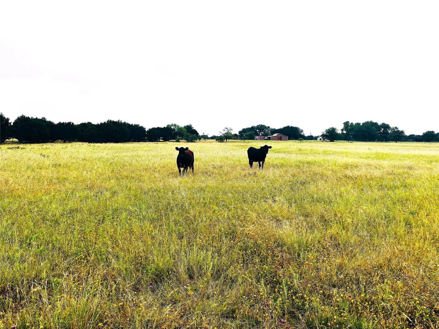 Property from 929 CR 2357 - KW - land for sale