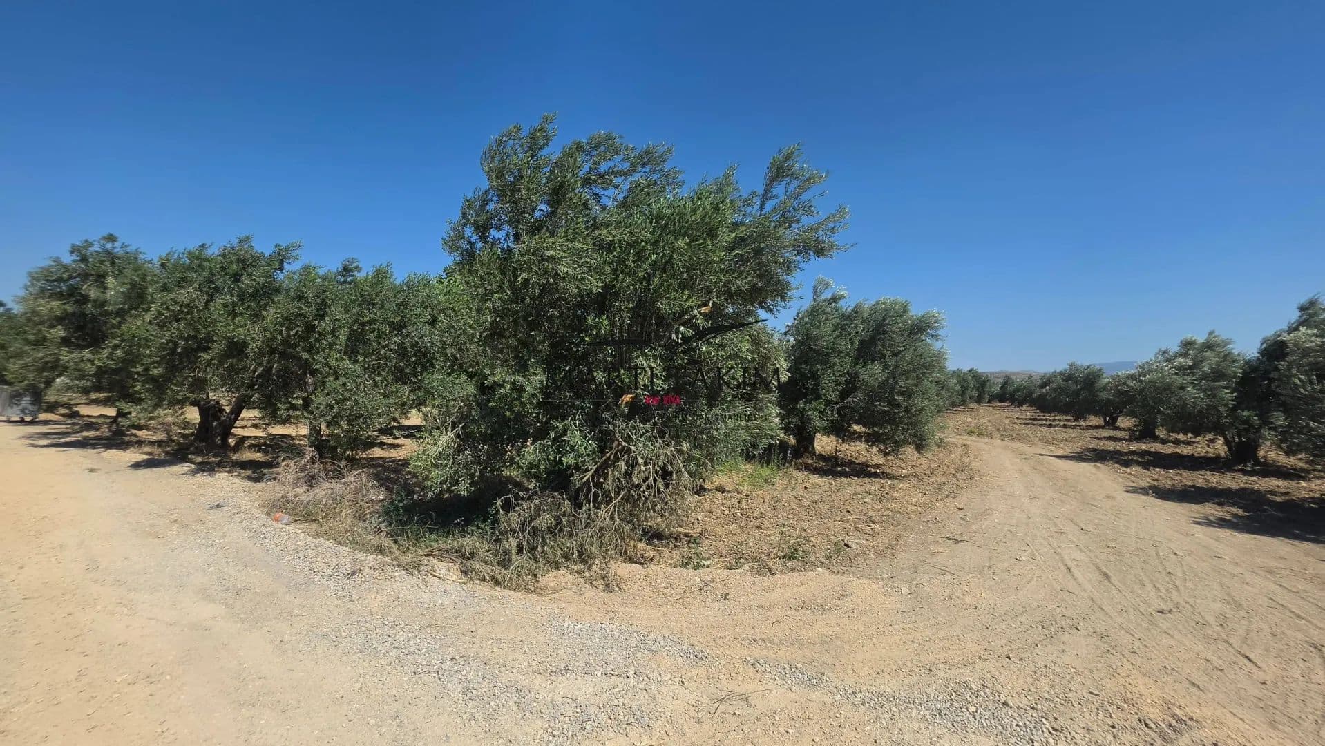 Yukarı Şakran Satılık 2168 M2 Zeytinlik - land for sale