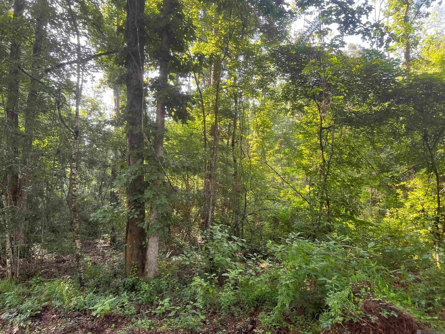 5.28 Acres of Land for Sale in Clinton, Louisiana - Clinton, Louisiana, 70722