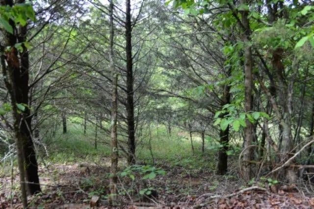 Property from 0 Circle Road - KW - Burkesville, Kentucky, 42717