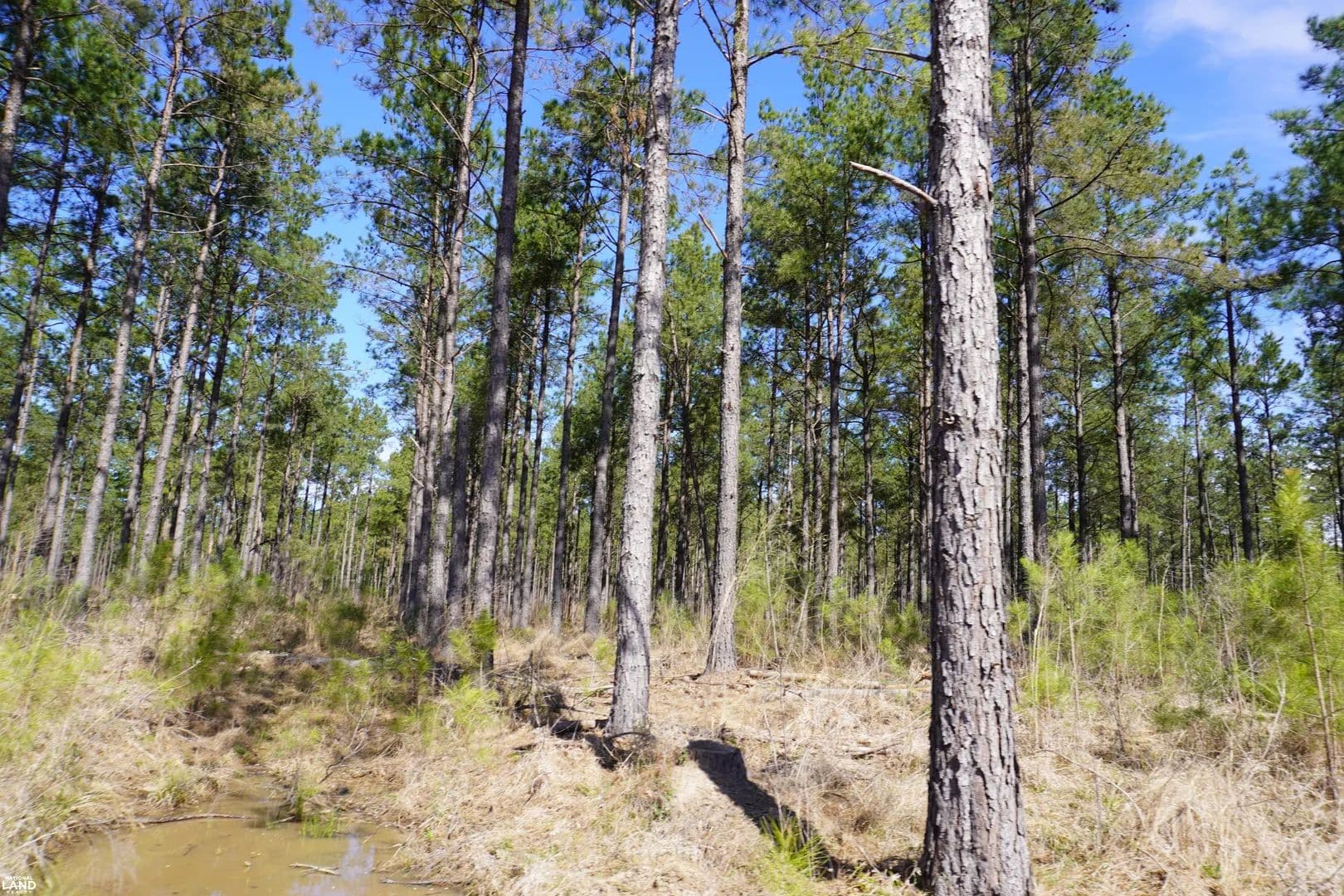 Ivan North Tract - 251+/- Acres - Kingsland, Arkansas, 71562