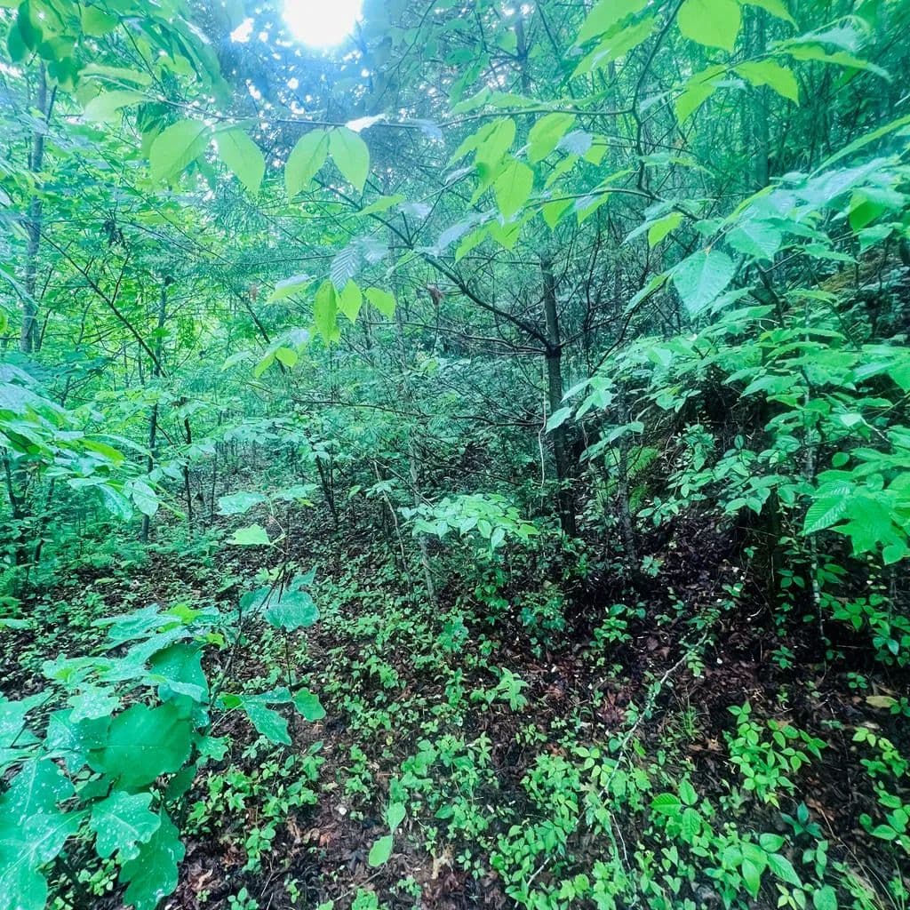 Property from 00 Owl Creek Ridge - KW - Murphy, North Carolina, 28906