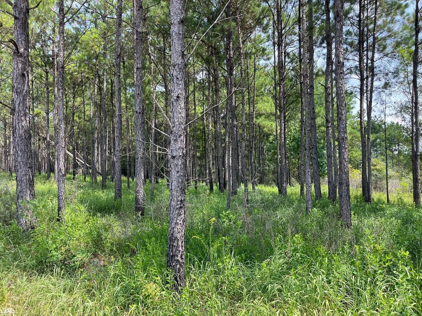 Big Cedar Creek Hunting and Recreational Tract - Lucedale, Mississippi, 39452