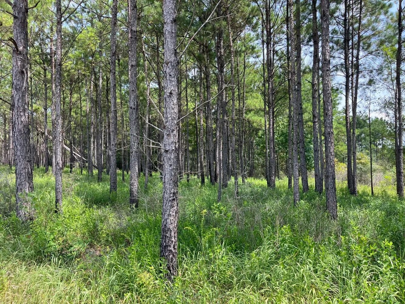 Big Cedar Creek Hunting and Recreational Tract - Lucedale, Mississippi, 39452
