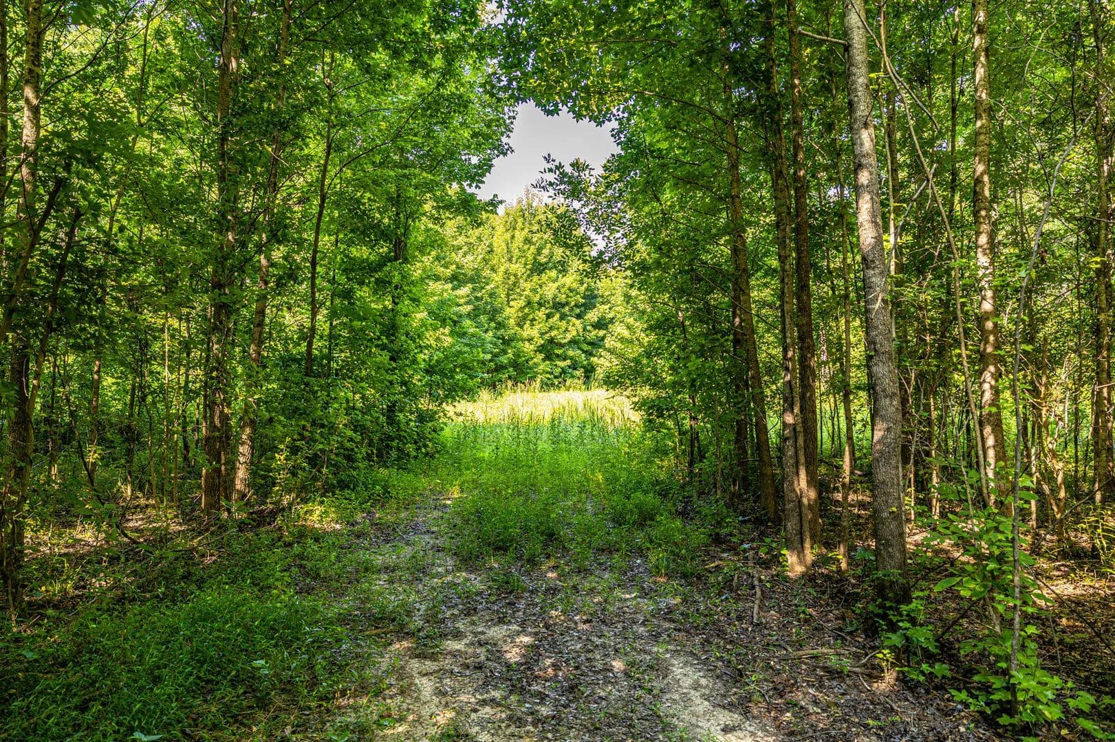 25 Wooded Acres in Yazoo County – Great Homesite with Hunting Potential - Bentonia, Mississippi, 39040