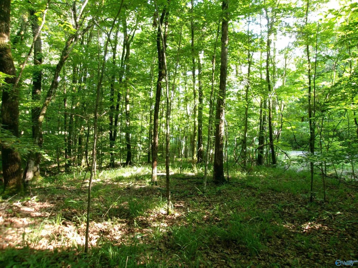 13.36 Acres of Land for Sale in Scottsboro, Alabama - Scottsboro, Alabama, 35768