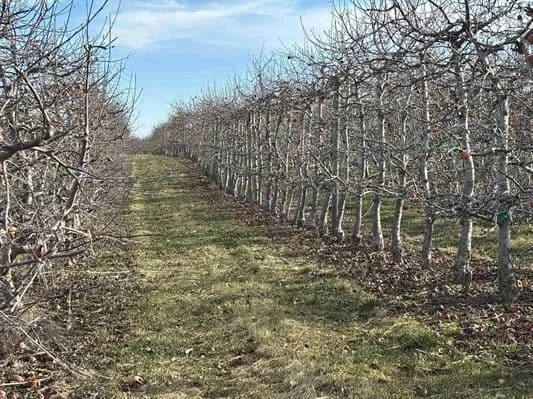 Best Price in County for Productive Orchard