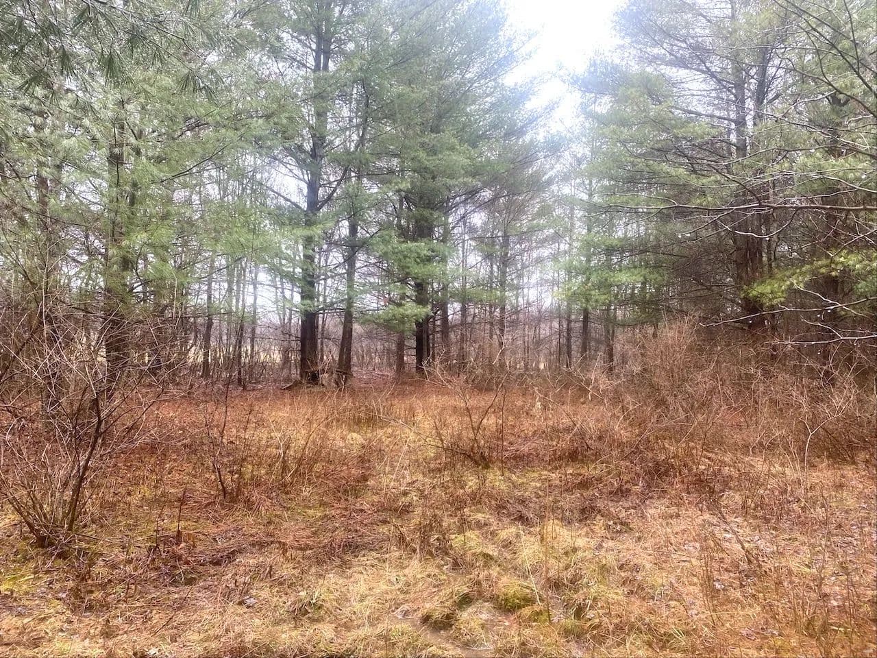 4.5 acres Recreational Land and Building Lot in Fillmore NY 10138 Schuknecht Rd - Fillmore, New York, 14735