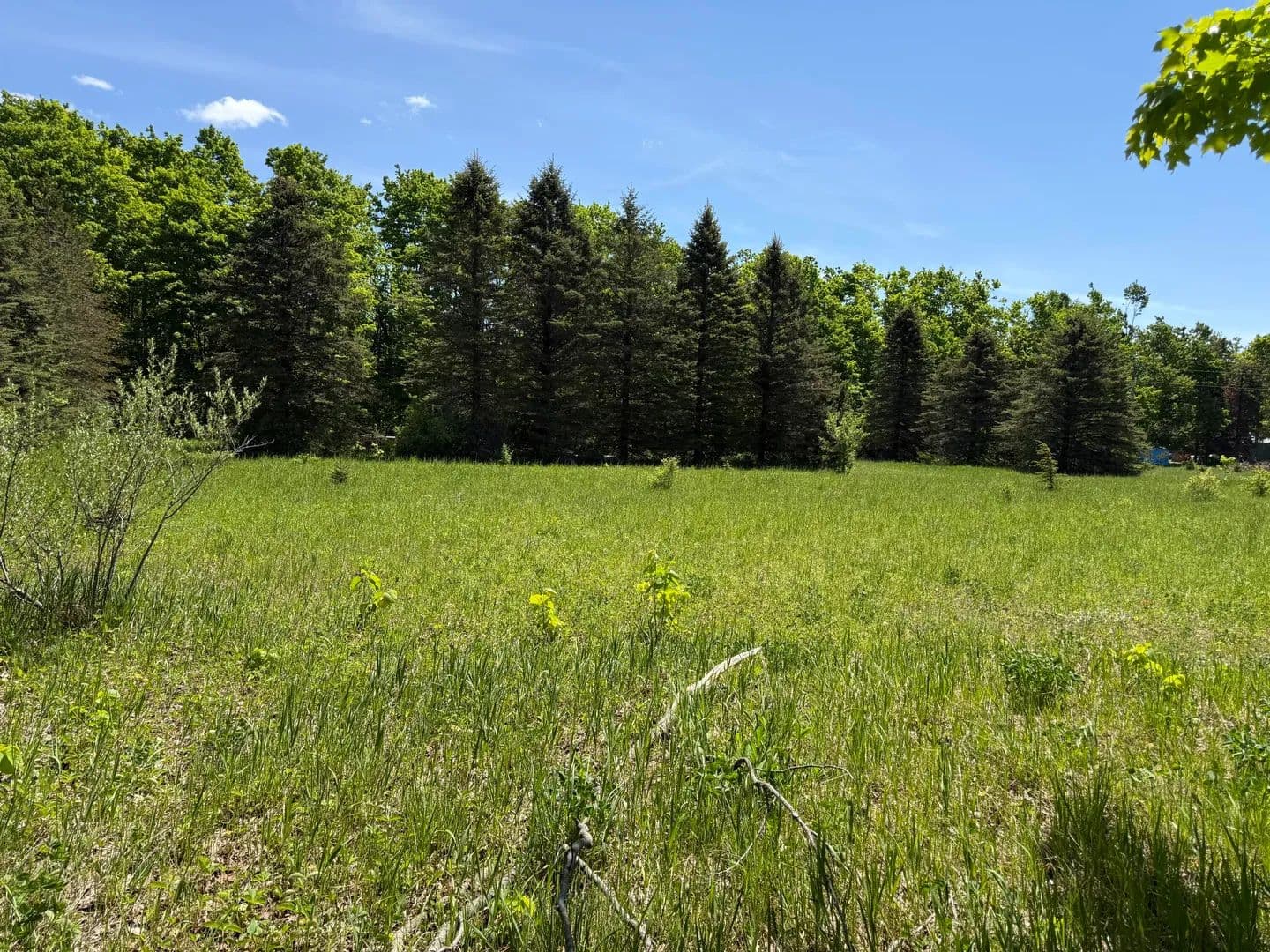 10.3 Acres of Land for Sale in Elmira, Michigan - Elmira, Michigan, 49730