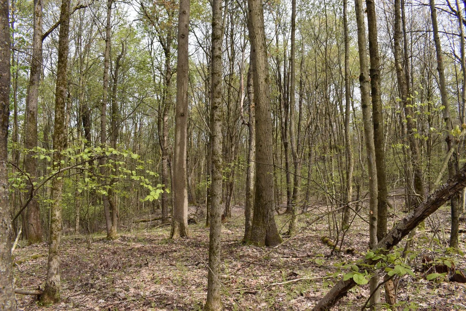 Hunt Road Hunting - Pittsfield, Pennsylvania, 16340