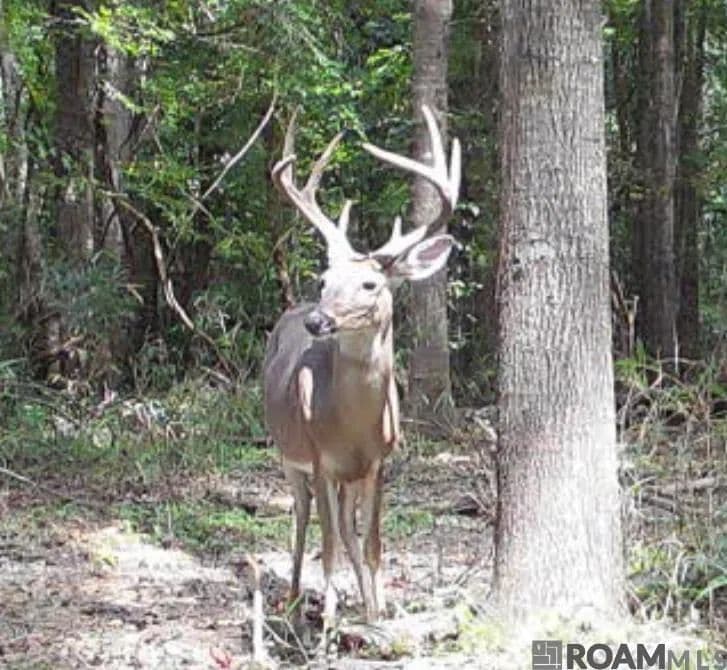 Property from 11255 Old Port Gibson Road - KW - Hermanville, Mississippi, 39086