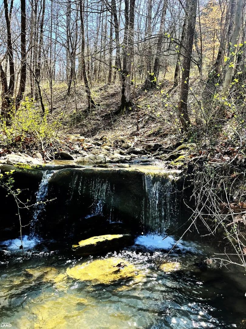 Great Hunting Land, with Timber - Irvine, Kentucky, 40336