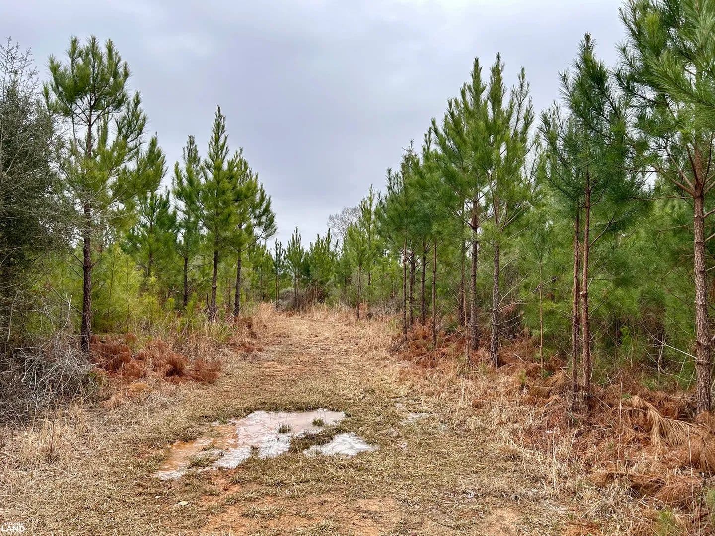 Butler Recreational & Timber Tract - Toxey, Alabama, 36904