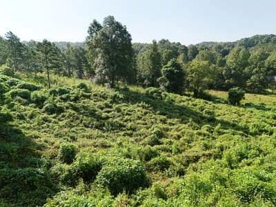 Lots & Land-Other in Mineral Bluff - Mineral Bluff, Georgia, 30559