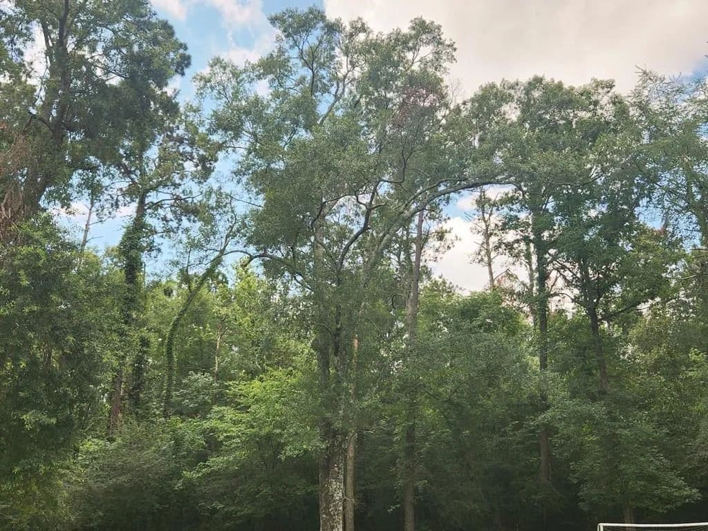 Property from 1245 E Gibson Street - KW - Jasper, Texas, 75951
