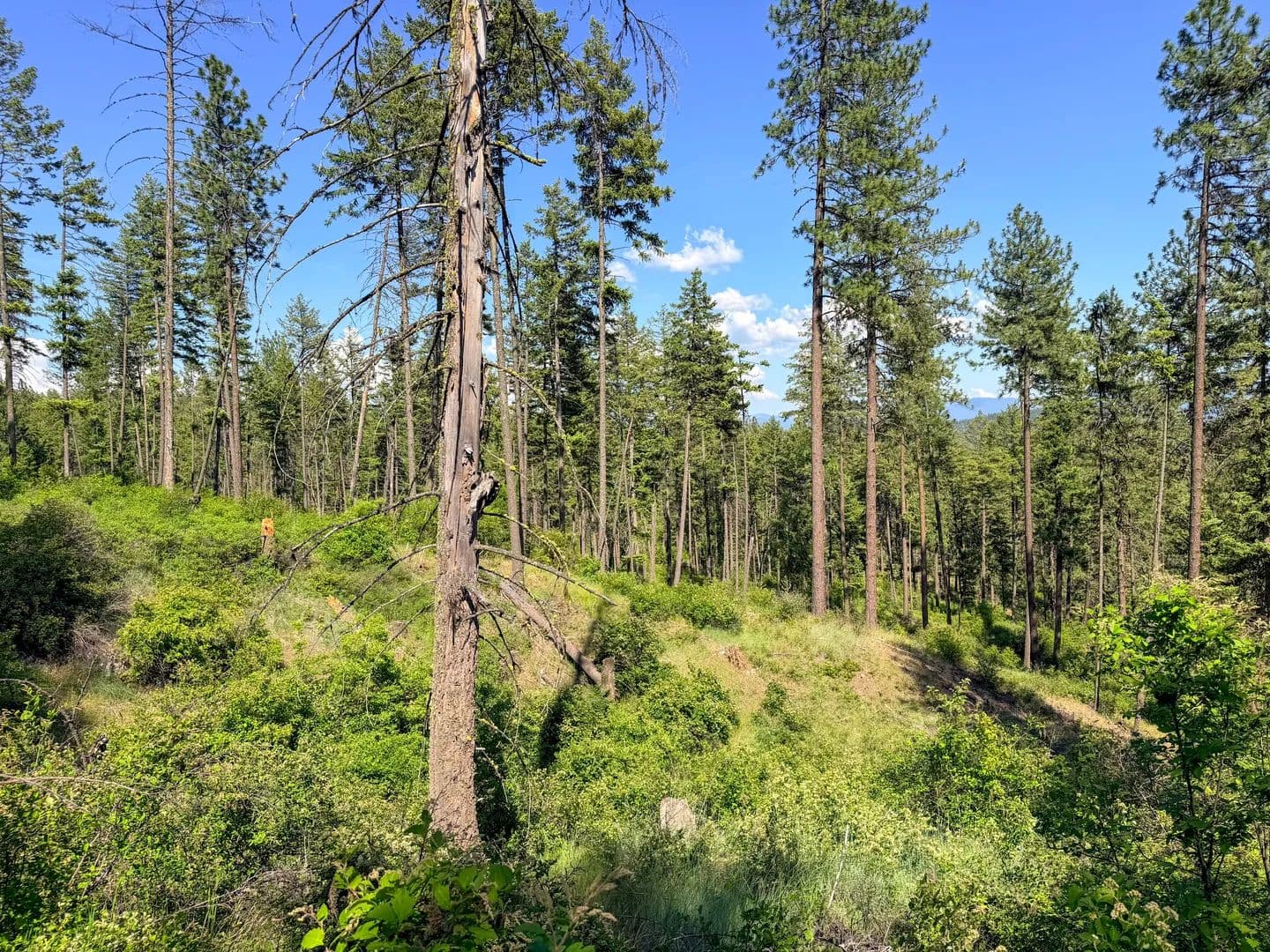 Vacant Land (10+ Acres) in ADDY - land for sale