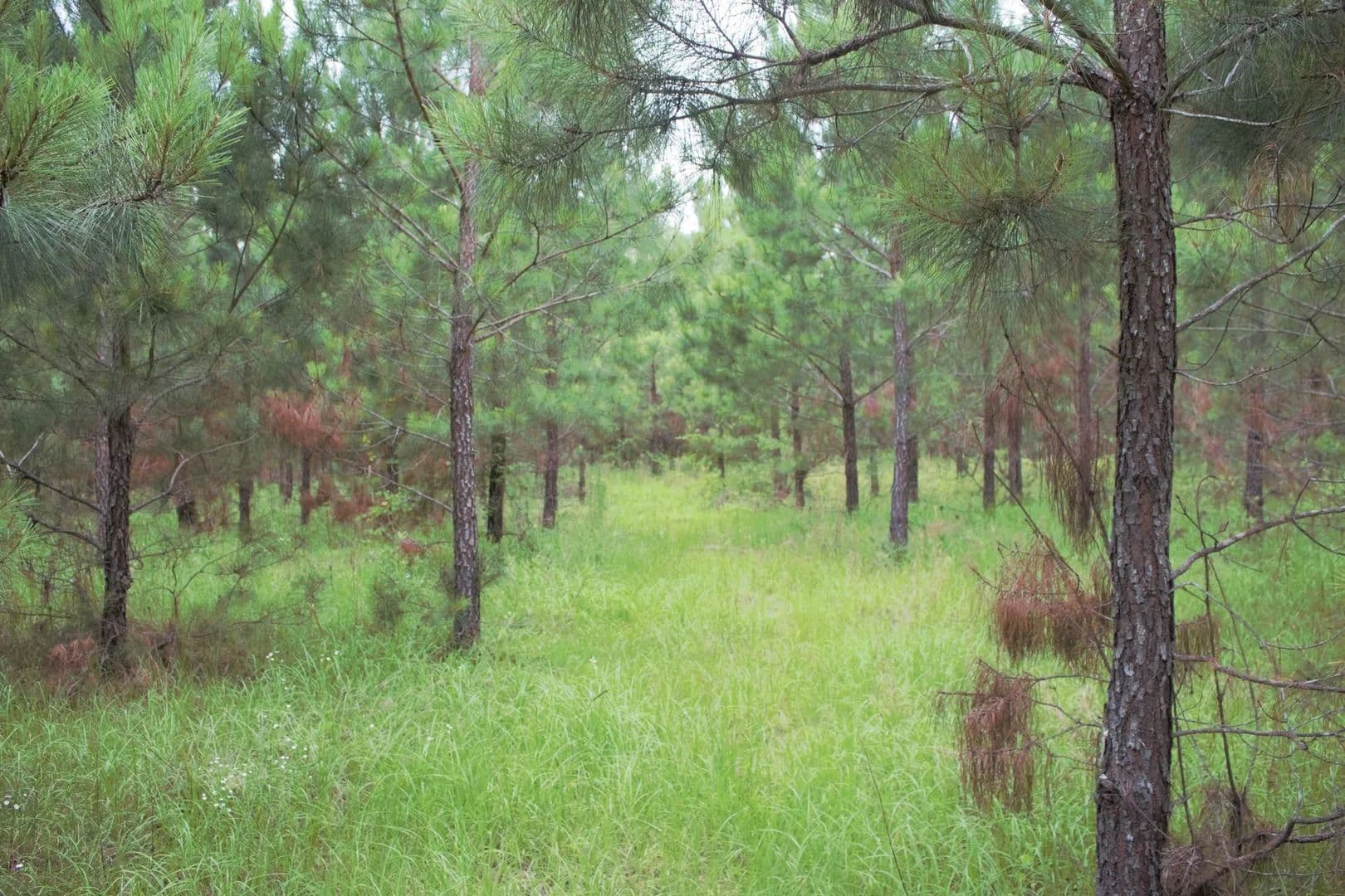 Quiet Country Homesite with Hunting - Cadwell, Georgia, 31009