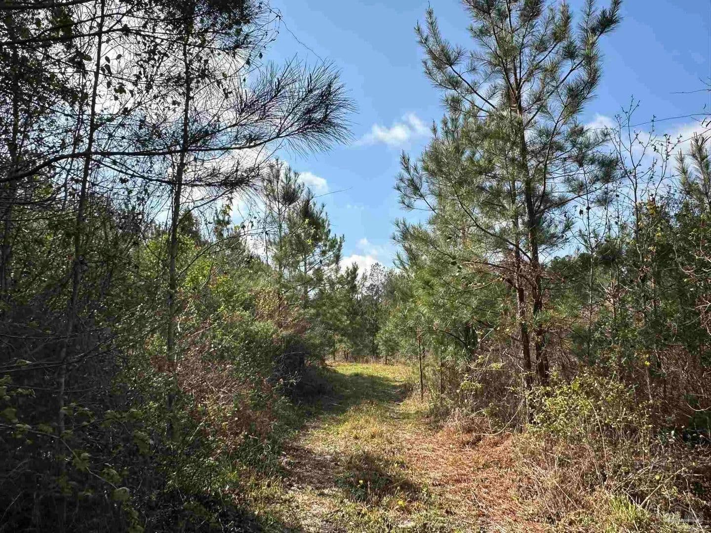 Property from 15 AC Snider Rd - KW - Frisco City, Alabama, 36445
