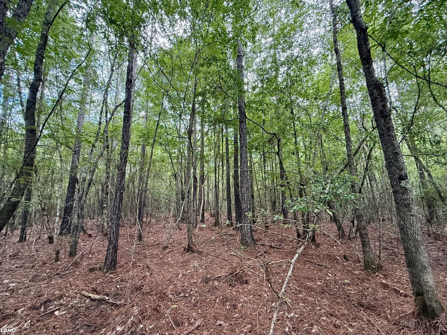 Rabun Stage Stand Branch Hunting & Timber Investment Tract - Perdido, Alabama, 36562