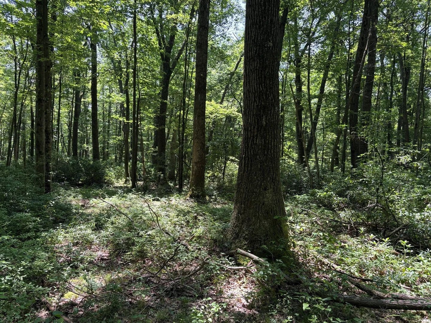 Greenwood Forest - land for sale