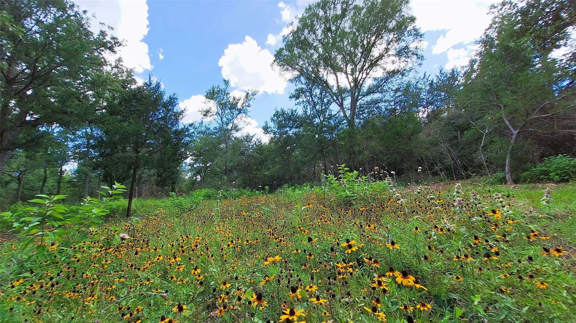 5.35 Acres of Land for Sale in Caldwell, Texas - Caldwell, Texas, 77836