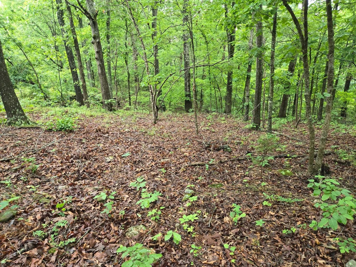 12 Acres of Land for Sale in Caulfield, Missouri - Caulfield, Missouri, 65626