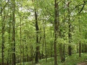 Land -Single Family Acreage in Waleska - Waleska, Georgia, 30183