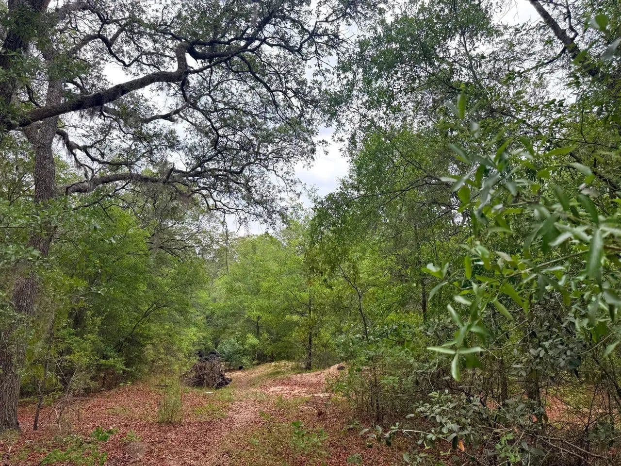 25.66 +/- Acres in Pierce County, GA – Satilla River Frontage - land for sale