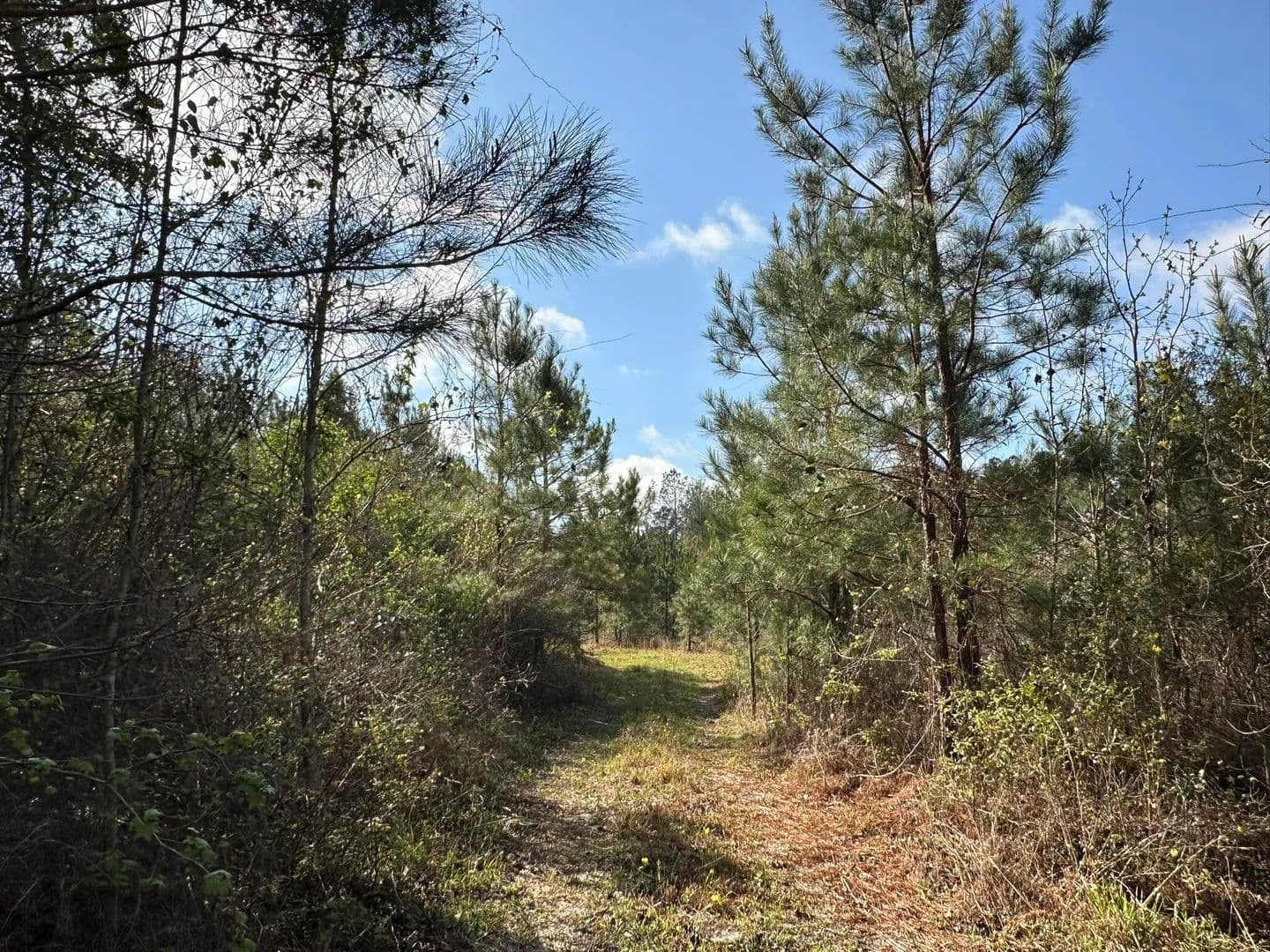 Property from 15.5+/-AC Snider Avenue - KW - , Alabama,