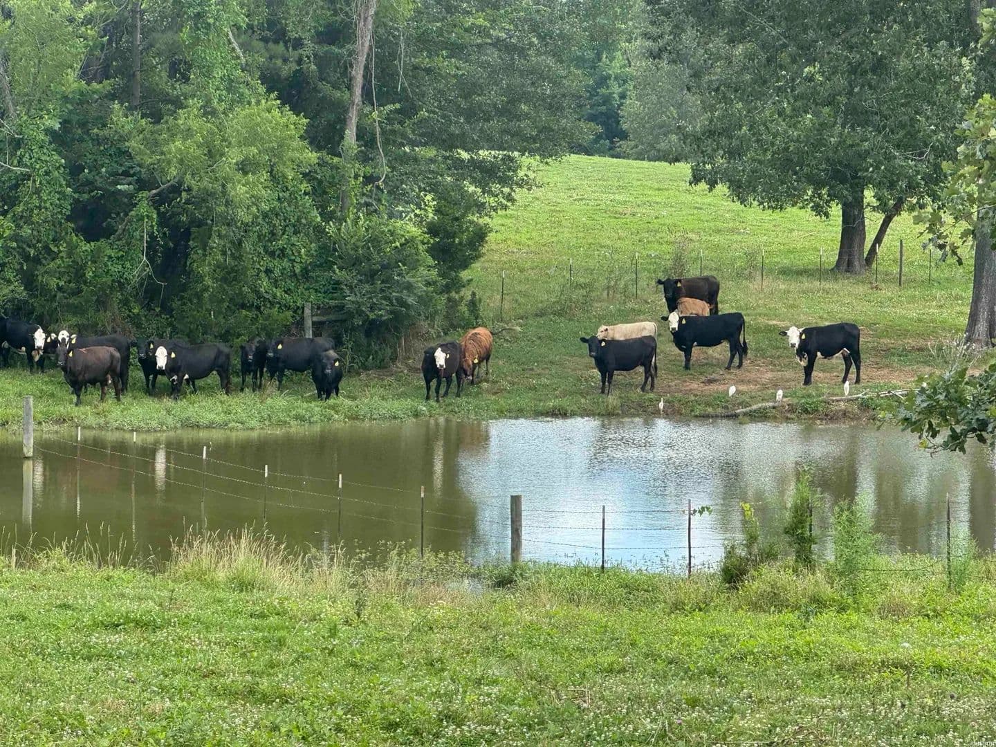 Property from 100 Acres WYNN Road - KW - Dierks, Arkansas, 71833