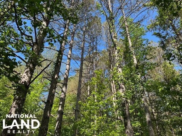 Red Bay Timber/Hunting Investment Tract #1 - Red Bay, Alabama, 35582