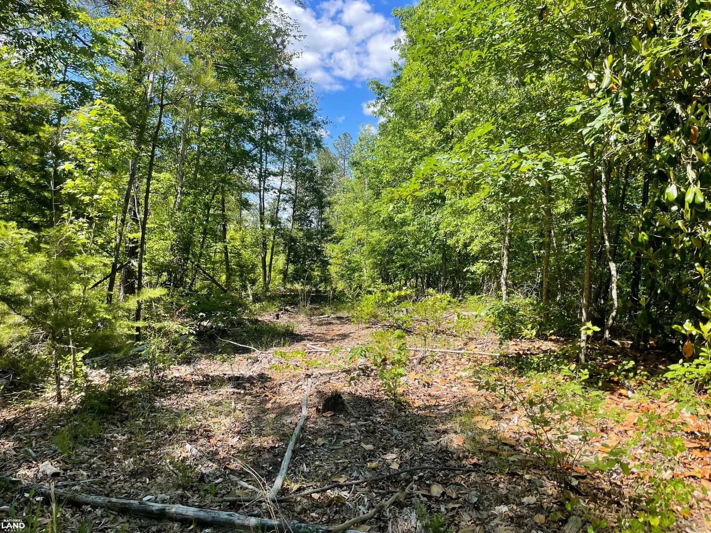 Pickett Creek Hunting and Timber Division - Butler, Alabama, 36904