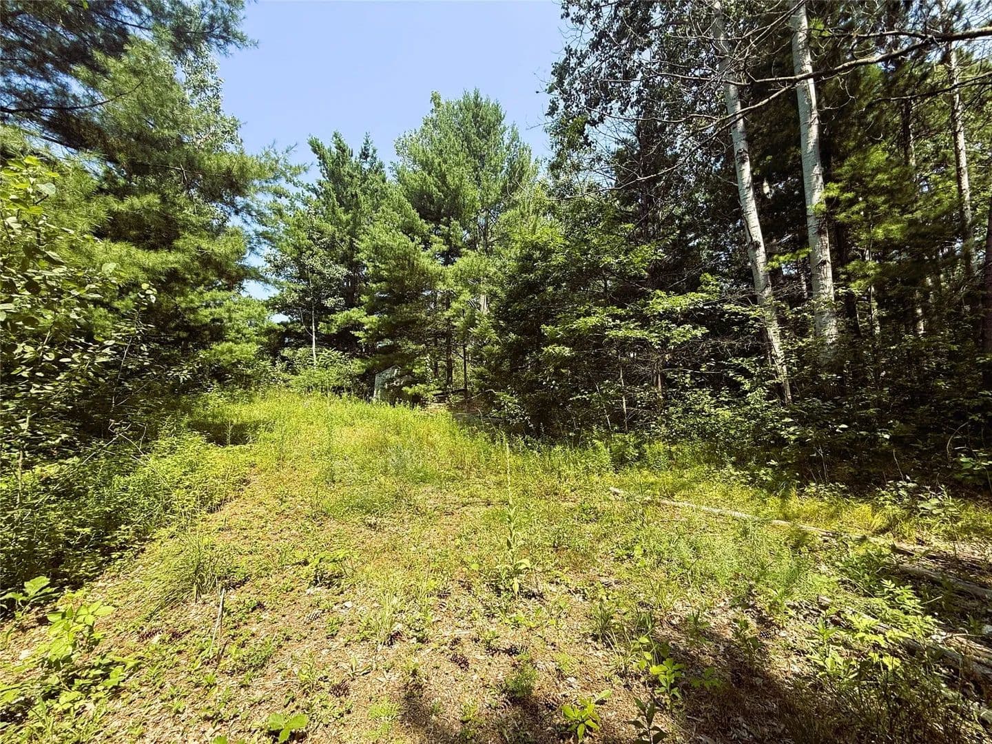 Lots & Land-Other in Bruce - Bruce, Wisconsin, 54819