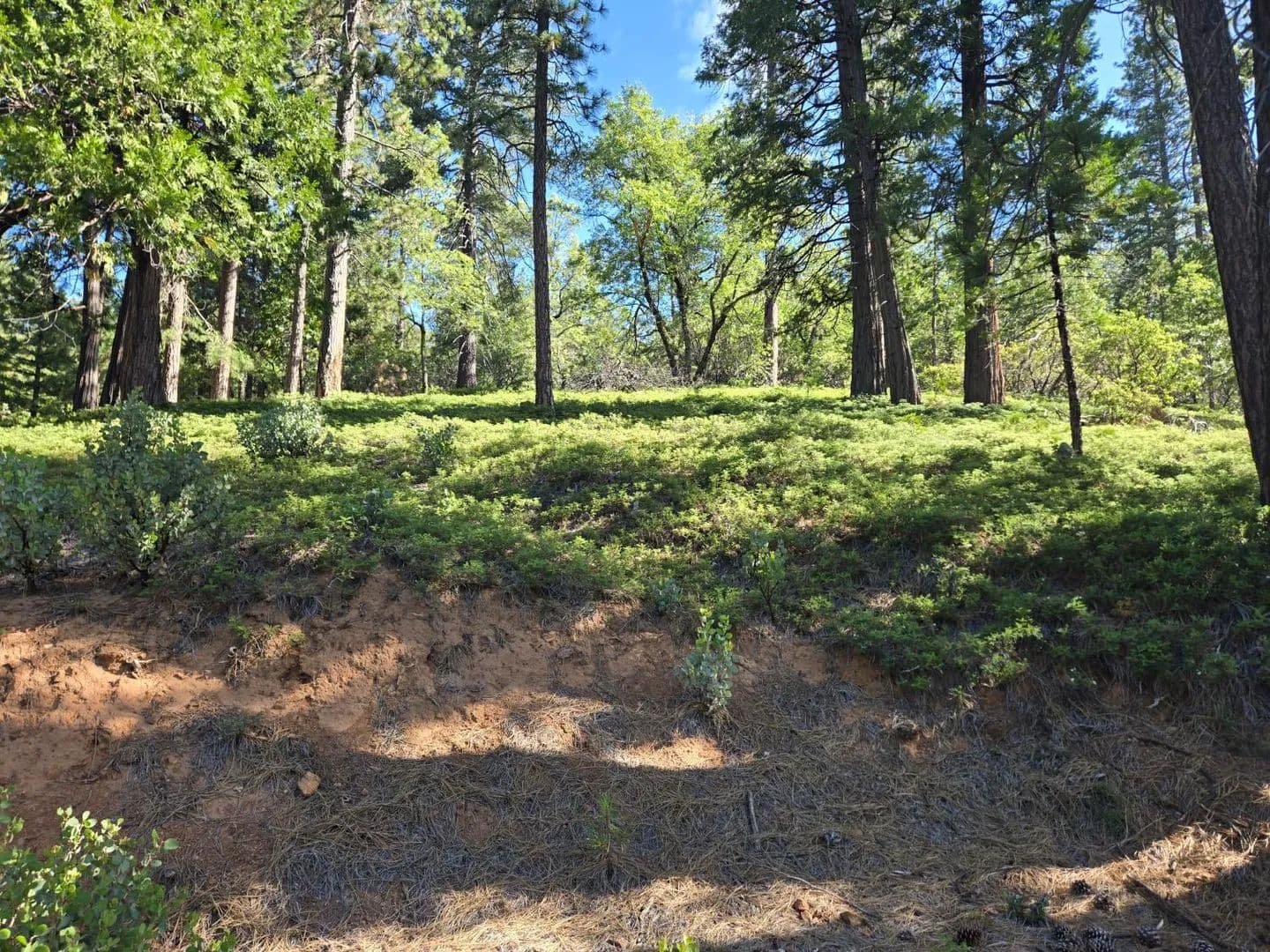 Property from 2964 Murphys Drive - KW - Arnold, California, 95223